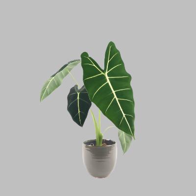 Alocasia	Frydek - x 8