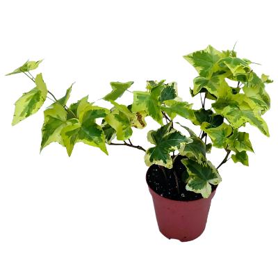 Hedera Variegated - x 8