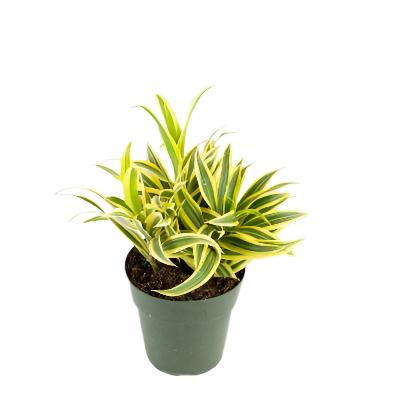 Dracaena Song of India - x 8