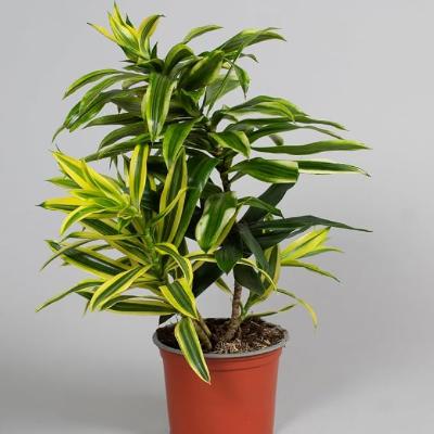 Dracaena Song of India - x 8