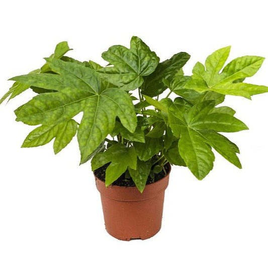 Fatsia Japonica - x 8