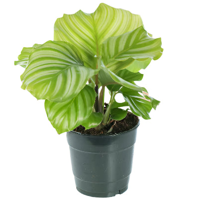 Calathea Orbifolia/Peacock Plant x 8