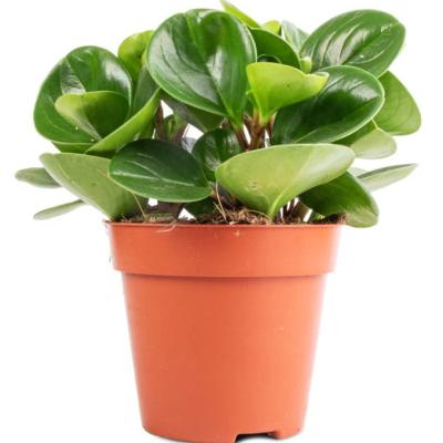 Peperomia - x 8