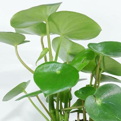 Peperomia - x 8