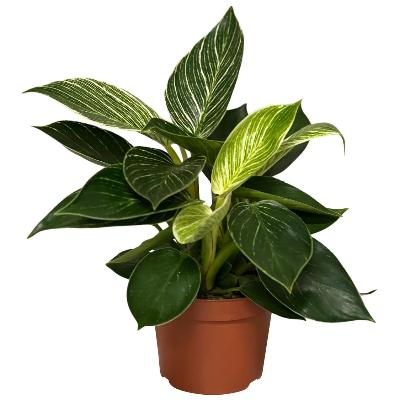 Philodendron	Birkin - x 8