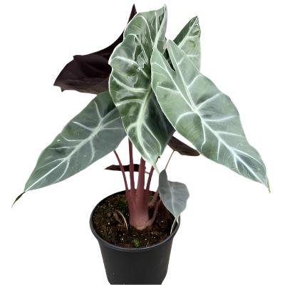 Alocasia Pink Princess - x 8