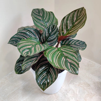 Calathea Ornata Sanderiana - Pinstripe Prayer Plant x 8