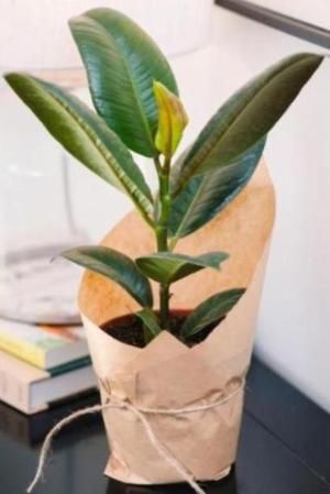 Ficus Robusta - x 8