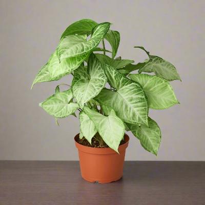 Syngonium Podophyllum White Butterfly - x 8