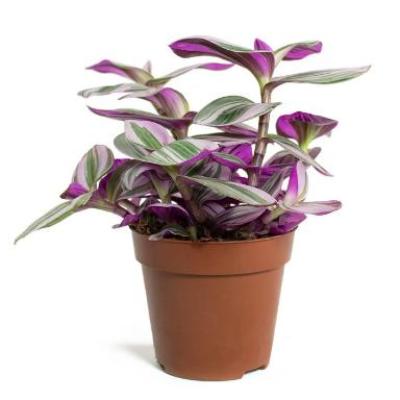 Tradescantia	Tricolour - x 8