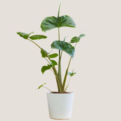 Alocasia Stingray - x 8