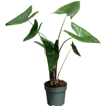 Alocasia	Zebrina - x 8