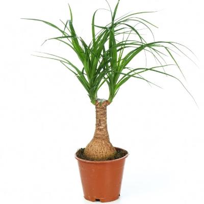 Beaucarnea Palm - x 8