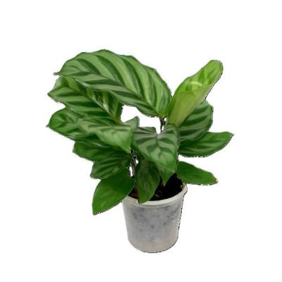 Calathea Concinna - Freddie - x 8