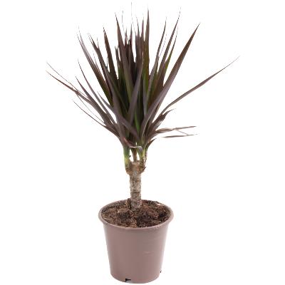 Dracaena Marginata Magenta - x 8