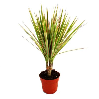 Dracaena Marginata bicolor - x 8