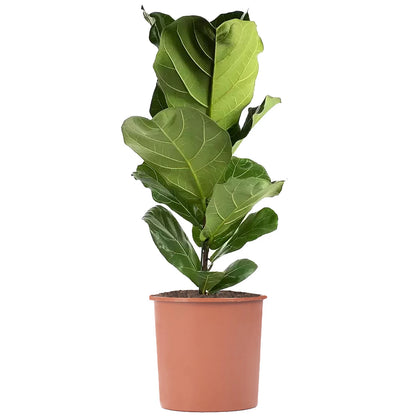 Ficus Lyrata - x 8