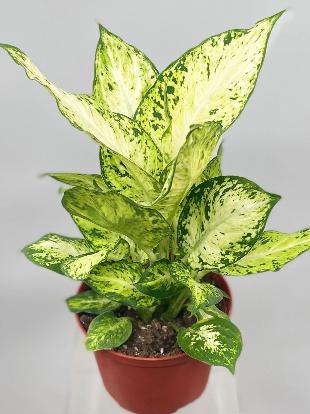 Dieffenbachia Amy - x 8