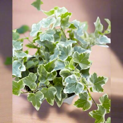 Hedera Variegated - x 8