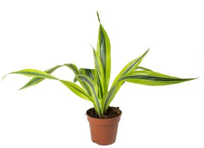 Dracaena Lemon Lime - x 8