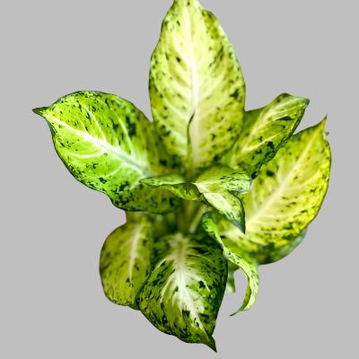 Dieffenbachia Amy - x 8