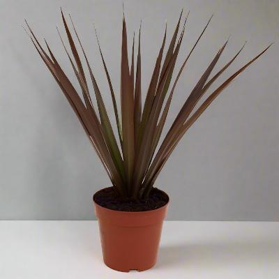 Dracaena Marginata Magenta - x 8