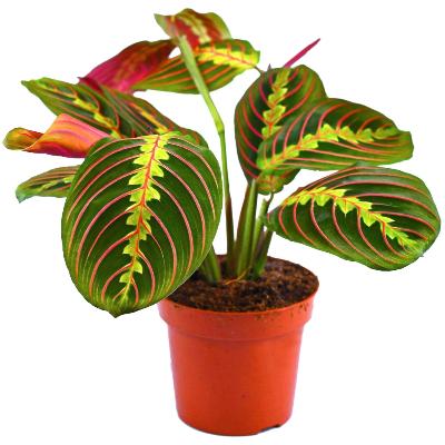 Maranta Red - x 8