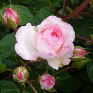 Miniature Rose - x 8