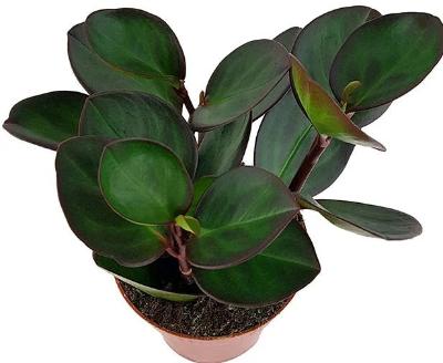 Peperomia Clusiifolia Red Margin - x 8