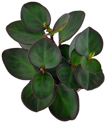 Peperomia Clusiifolia Red Margin - x 8