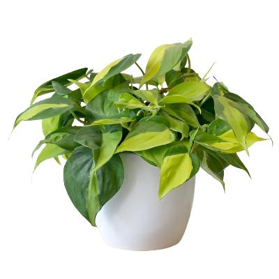 Trailing Philodendron Hybrida - x 8