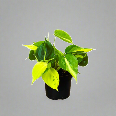 Philodendron	Scandens - x 8