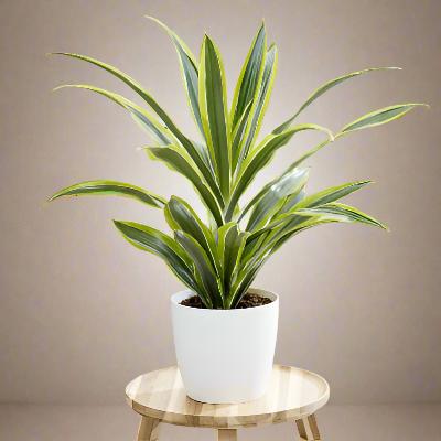 Dracaena Lemon Lime - x 8