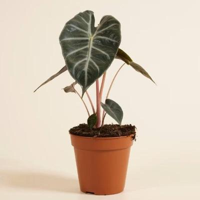 Alocasia Pink Princess - x 8