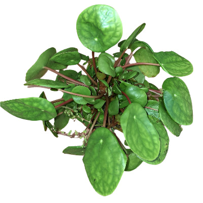Coin-Shaped Money Plant (Pilea Peperomioides) - x 8