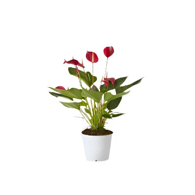 Anthurium Red - x 8