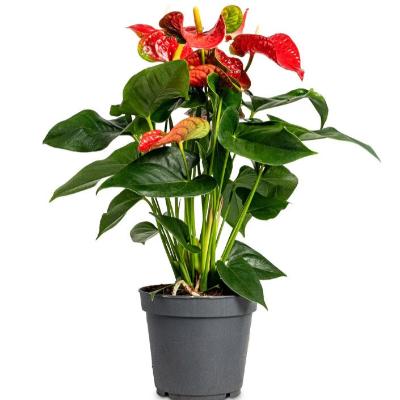 Anthurium Red - x 8