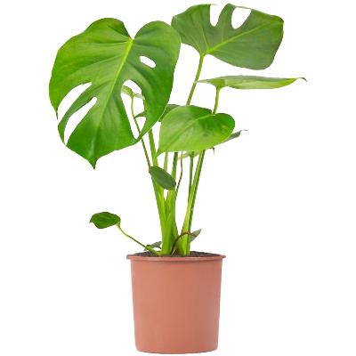 Monstera Deliciosa - x 8