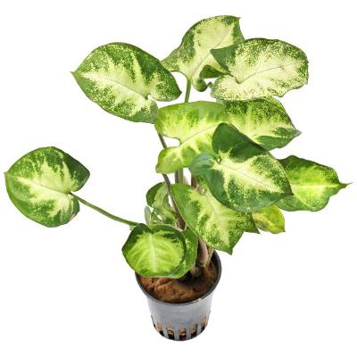 Syngonium Podophyllum White Butterfly - x 8