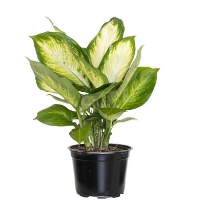 Dieffenbachia Amy - x 8