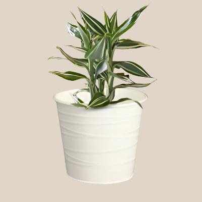 Dracaena Sanderina Victory - x 8